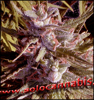 marihuana