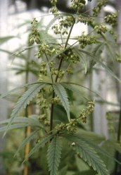 Male Hennep (Cannabis sativa)